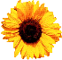 Sonnenblume