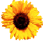 Sonnenblume