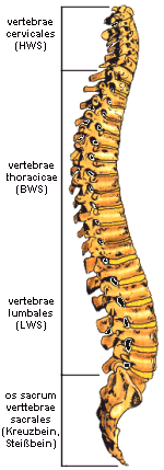 Anatomie der Wirbelsäule
